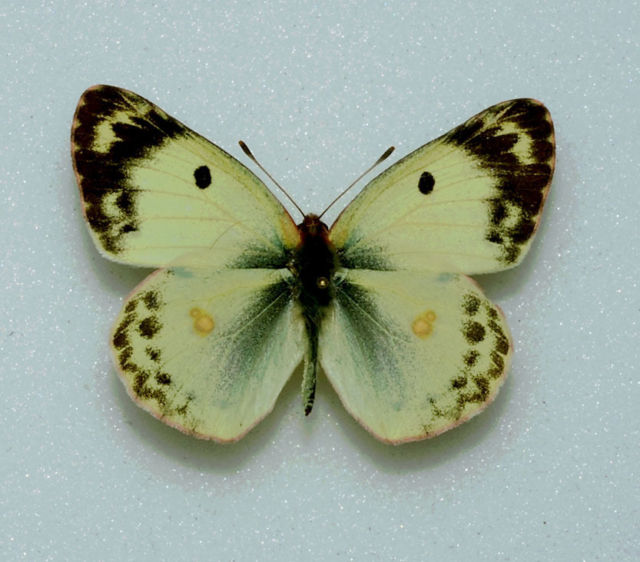 Colias hyale male (Pale Clouded Yellow, aberration) 2 (Internet Image property of respective owner, non-commercial use only)